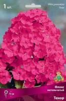 Флокс метельчатый Тенор