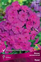 Флокс метельчатый Кинг (I) 1 шт 