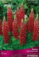 Люпин многолистный Зе Пейджиз