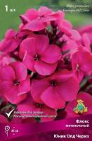 Флокс метельчатый Юник Олд Чериз (I) 1 шт 