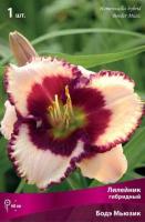 Лилейник гибридный Бодэ Мьюзик (I) 1 шт