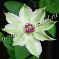 Клематис (капер) Мисс Бейтмен