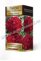 Пион молочноцветковый Петер Бранд