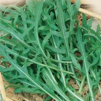 Двурядник тонколистный (индау, рукола) Гурман 3г