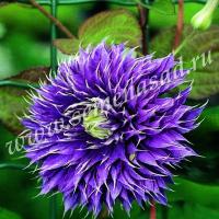 Клематис (капер) Мульти Блю