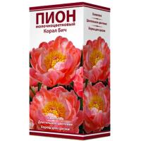 Пион молочноцветковый Корал Бич (1шт,2-3) 