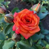 Роза спрей Келли