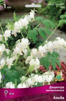 Дицентра великолепная Альба (I) 1 шт