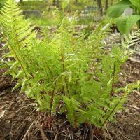 Кочедыжник женский Леди ин Ред (I)