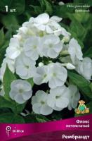 Флокс метельчатый Рембрандт (I) 1 шт