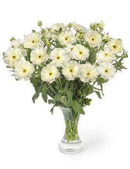 Лютик гибридный Батерфляй Грация /К 839676