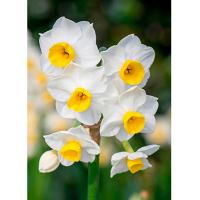 Нарцисс Тацеттовидный Минноу ( 5шт, 12/14) 833076 Нарцисс Тацеттовидный Минноу ( 5шт, 12/14) 833076
