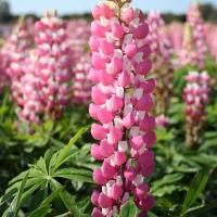 Люпин многолистный Зе Чейтелейн (I) 1 шт 