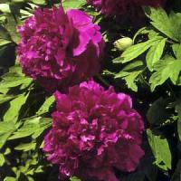 Пион древовидный Пурпурная ночь
