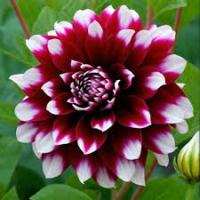 Георгина Мистери Дей