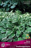 Хоста волнистая Альбомаргината (I) 1 шт 