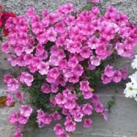 Петуния Изи Вейв пинк F1 (Минитуния) суперкаскад. 4 шт.