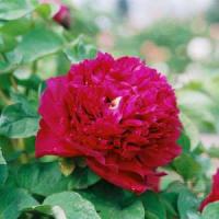 Пион древовидный Гранатовый браслет