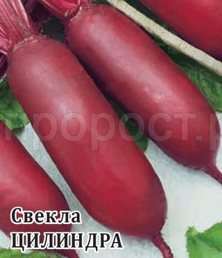 Свекла Цилиндра 25 г Свекла Цилиндра 25 г