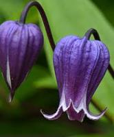 Клематис Софи