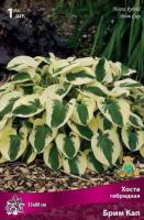 Хоста гибридная Брим Кап (I) 1 шт 