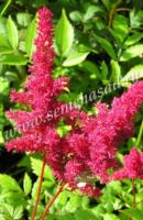 Астильба Арендса Радиус (I) 1 шт