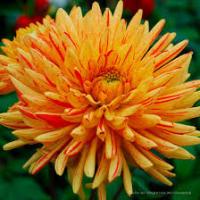 Георгина Саинт Санс