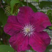 Клематис (капер) Руж Кардинал