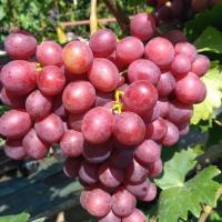Виноград Памяти учителя