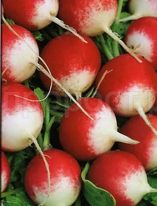 PROROST XXXL Редис Розово-красный с белым кончиком 10г