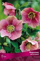 Морозник восточный (I) 1 шт