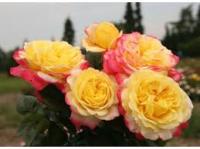 Саженцы Роза чайно-гибридная Кордес Джубили