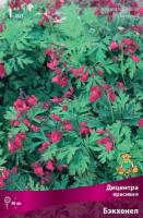 Дицентра красивая Бэкхенел (I) 1 шт