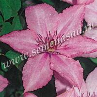 Клематис (капер) Хегли Хайбрид