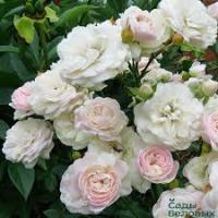  Роза почвопокровная Сиа Фом