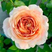 Саженцы Роза чайно-гибридная Карамель Антик 