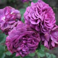 Саженцы Роза чайно-гибридная Парфюм де Рев 846891