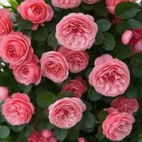 Роза плетистая Милами