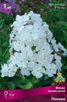 Флокс метельчатый Панама (I) 1 шт