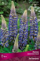 Люпин многолистный Зе Гавернэ (I) 1 шт 