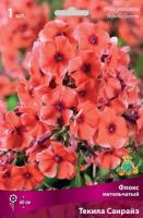 Флокс метельчатый Текила Санрайз (I) 1 шт