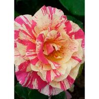 Роза плетистая Ваниль Фрайз