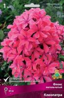 Флокс метельчатый Клеопатра (I) 1 шт 