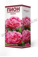 Пион молочноцветковый Бушела