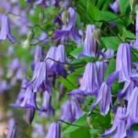 Клематис Фэйри Дэнс 