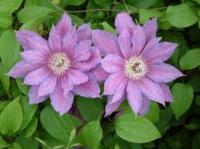 Клематис (капер) Кэтлин Данфорд