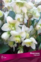 Морозник черный (I) 1 шт