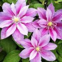 Клематис (капер) Рагамаффин