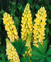 Люпин многолистный Шандэлье (I) 1 шт 