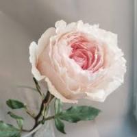 Роза чайно-гибридная Тсумуги